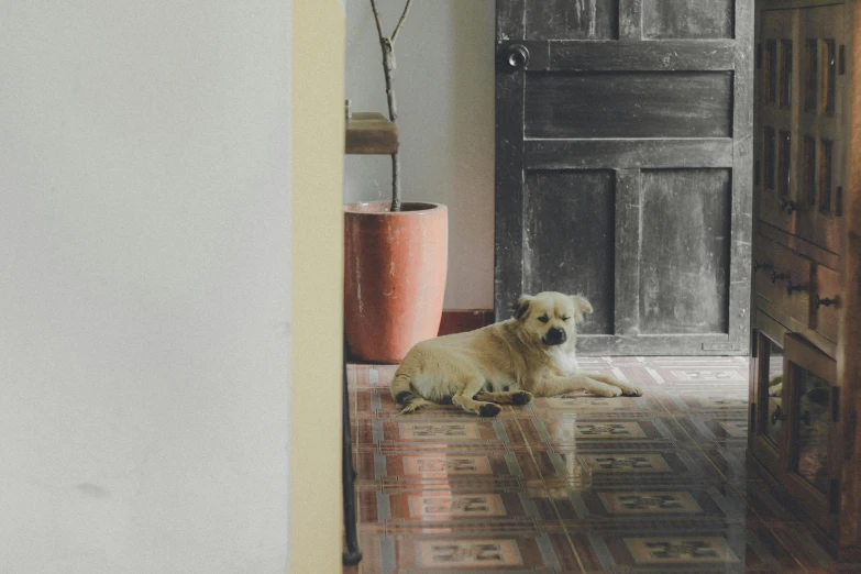 a dog laying on the floor in front of a door, inspired by Pieter de Hooch, pexels contest winner, stone tile hallway, colombian, faded and dusty, in front of the house