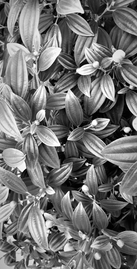 a black and white photo of a bush, lobelia, leaves, as photograph