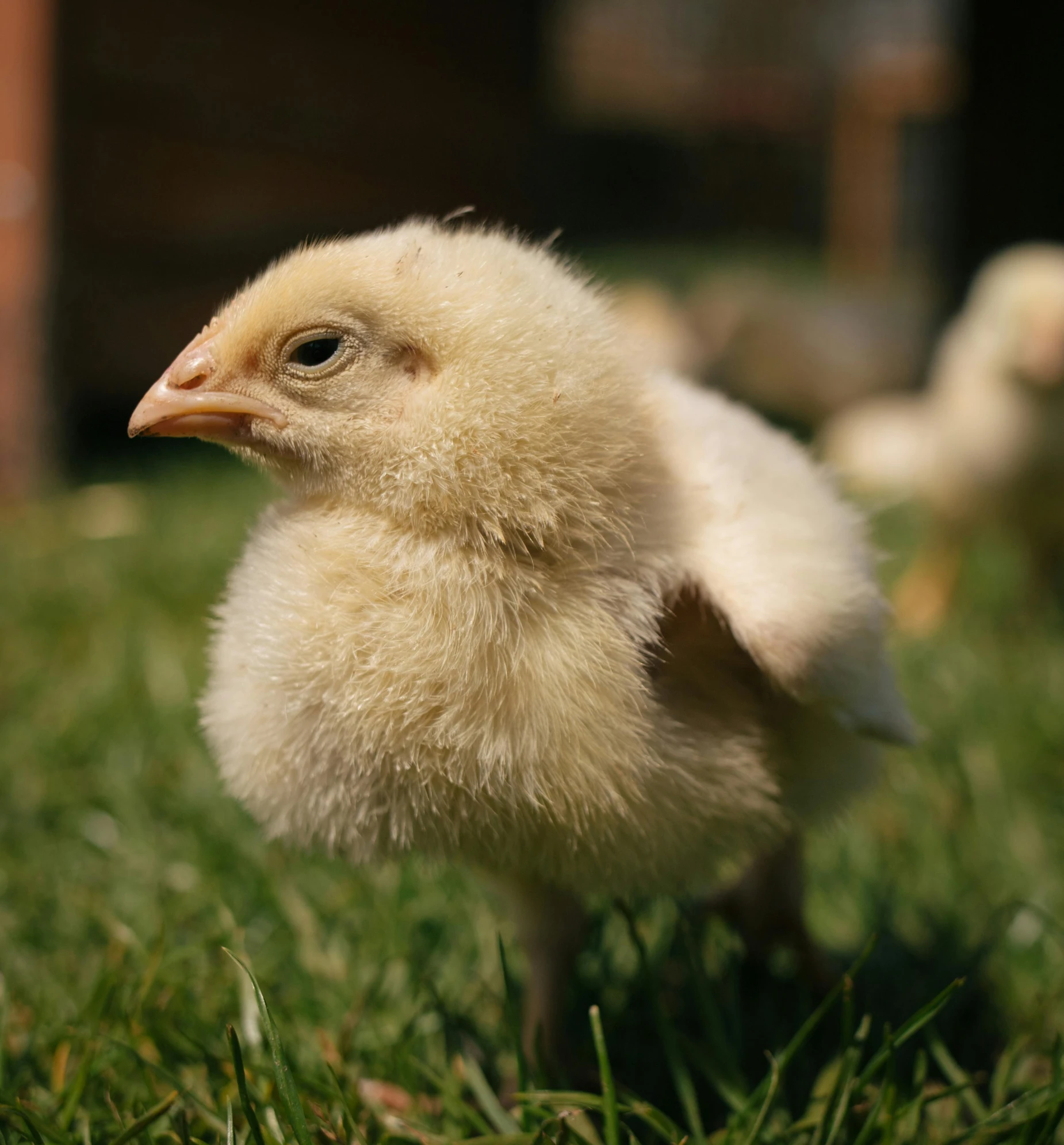 a small chicken standing on top of a lush green field, albino skin, shot with sony alpha 1 camera, uncrop, brown