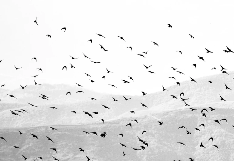 a flock of birds flying over a mountain range, a black and white photo, by Jan Kupecký, pexels, saatchi art, photographic print