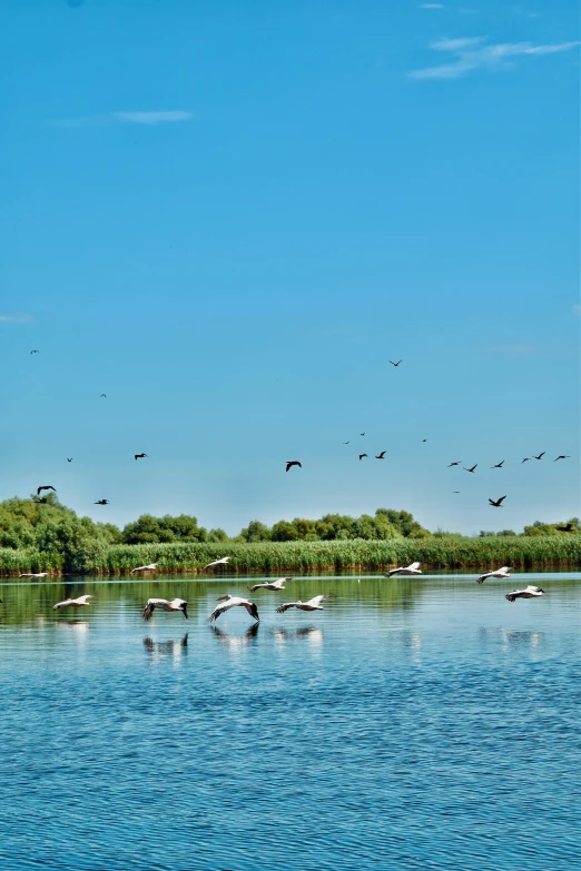 a flock of birds flying over a body of water, lush wildlife, at the waterside, on a sunny day, skies