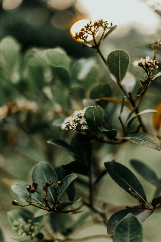 a close up of a plant with leaves and flowers, trending on unsplash, hurufiyya, myrtle, a still of an ethereal, lush trees, moody feel