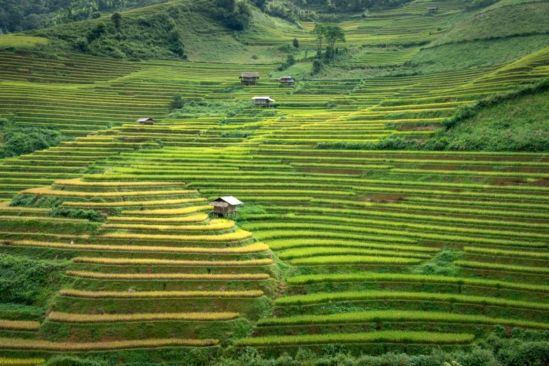 a group of people standing on top of a lush green hillside, pexels contest winner, sumatraism, immaculate rows of crops, vietnam war, staggered terraces, minecraft landscape