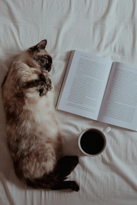 a cat laying on top of a bed next to a cup of coffee, pexels contest winner, renaissance, dramatic reading book pose, gif, over-the-shoulder shot, centered shot