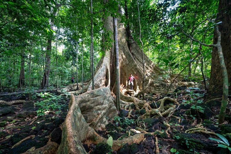 a person standing in front of a huge tree, sumatraism, avatar image