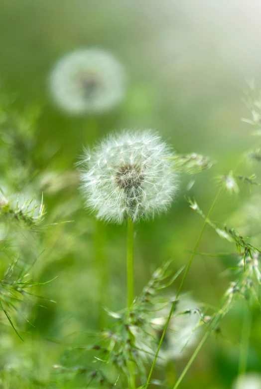 a bunch of dandelions sitting on top of a lush green field, a macro photograph, by Andries Stock, soft light - n 9, white, portrait image