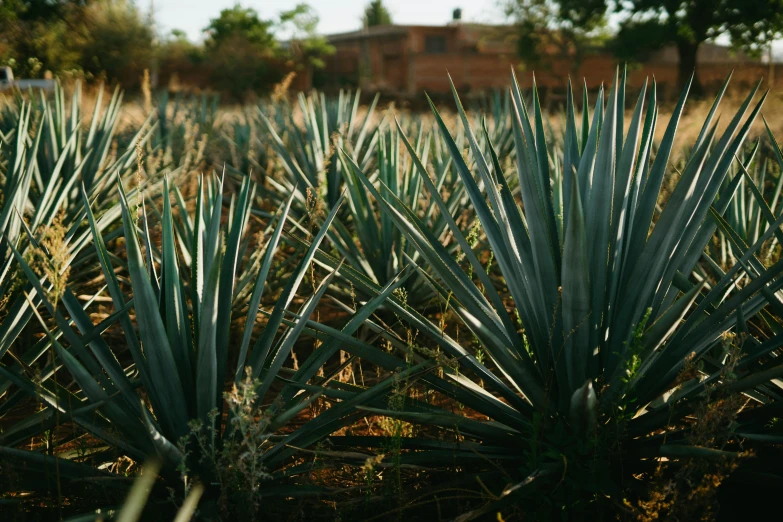 a field of blue agave plants with a building in the background, a portrait, unsplash, drink, amongst foliage, made in maya, sleek spines