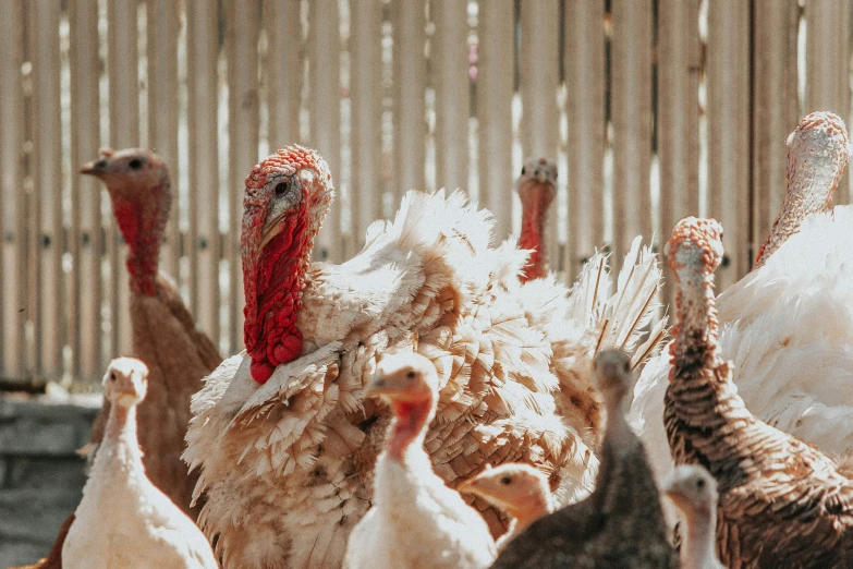 a group of turkeys standing next to each other, trending on pexels, kete butcher, outside in a farm, profile image, birdseye view