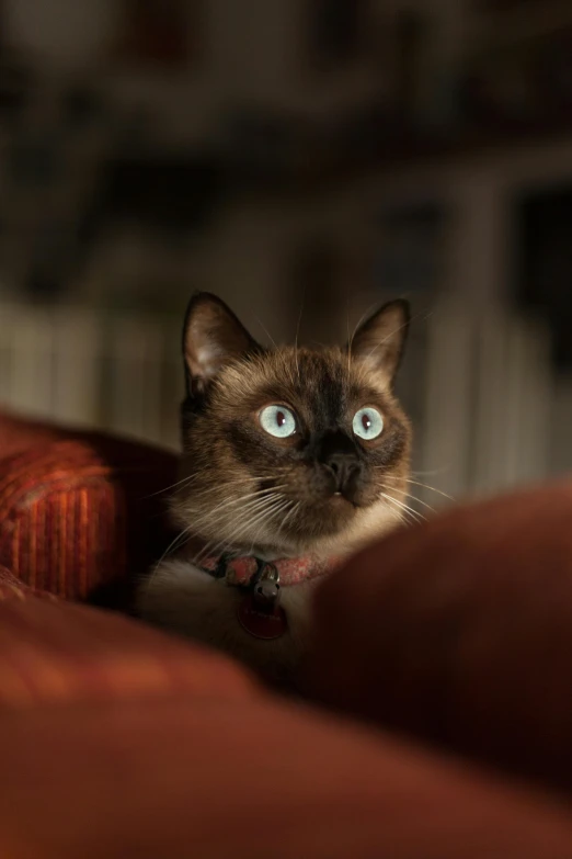 a cat that is sitting on a couch, a portrait, flickr, taken with sony alpha 9, aesthetic siamese cat, early evening, lurking