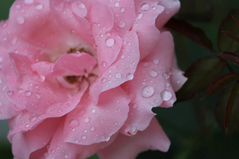 a pink rose with water droplets on it, inspired by Barbara Nasmyth, unsplash, detail shot, modeled, ((pink))