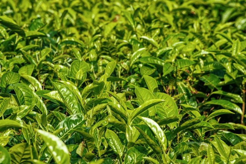 a field full of green tea leaves, avatar image, orange plants, high quality product image”, shot with sony alpha