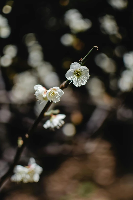 a close up of a branch of a tree with white flowers, unsplash, paul barson, qi sheng luo, wilted flowers, a high angle shot
