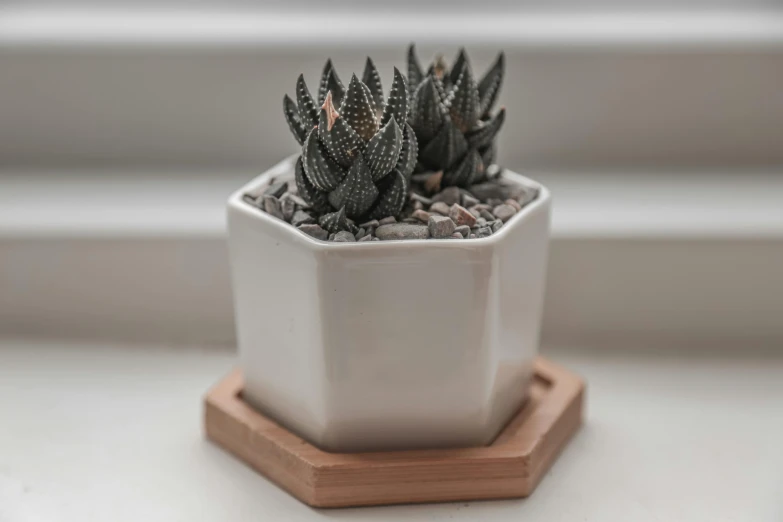 a close up of a potted plant on a window sill, inspired by Lewis Henry Meakin, arabesque, white finish, cacti, hexagonal, solid grey