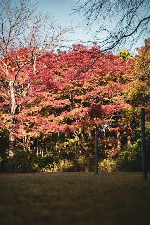 a fire hydrant sitting on top of a lush green field, sōsaku hanga, colorful autumn trees, tokyo, instagram post, color image