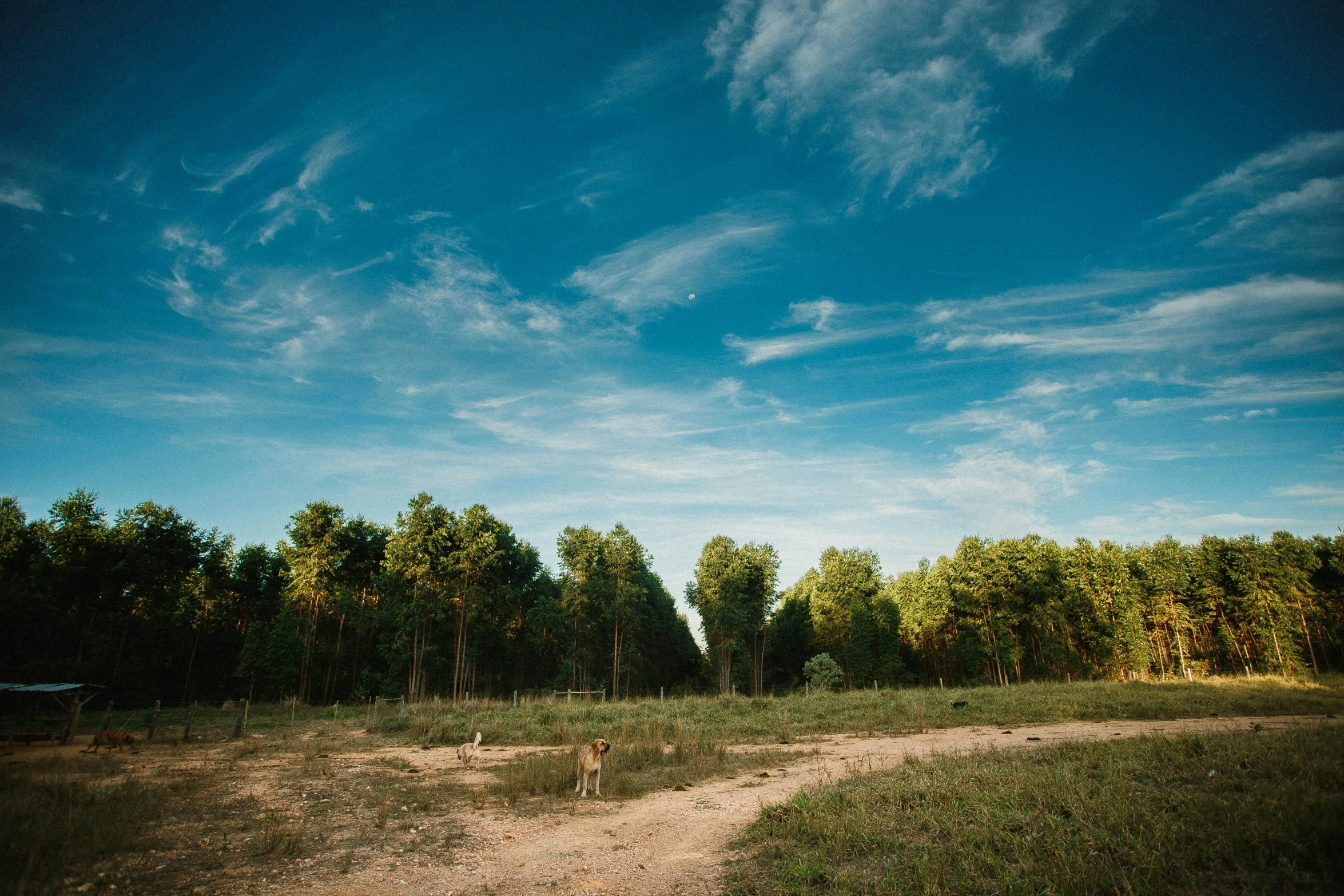 a dog that is standing in the dirt, by Peter Churcher, unsplash contest winner, land art, sparse pine forest, big blue sky, eucalyptus trees, fox flying through landscape