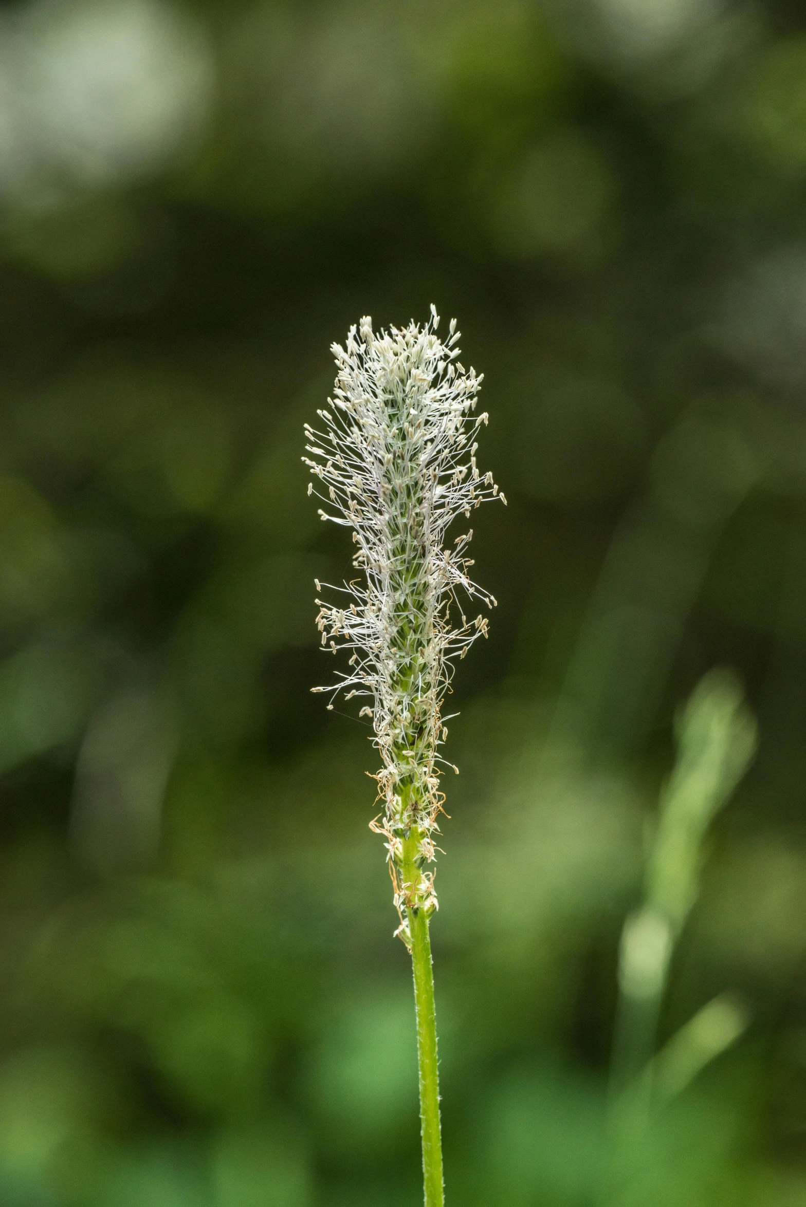 a close up of a plant with a blurry background, fluffy tail, small crown, overgrown spamp, upright