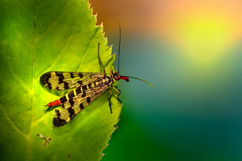 a close up of a small insect on a leaf, pexels contest winner, multicolored, beautiful composition 3 - d 4 k, avatar image, pointè pose