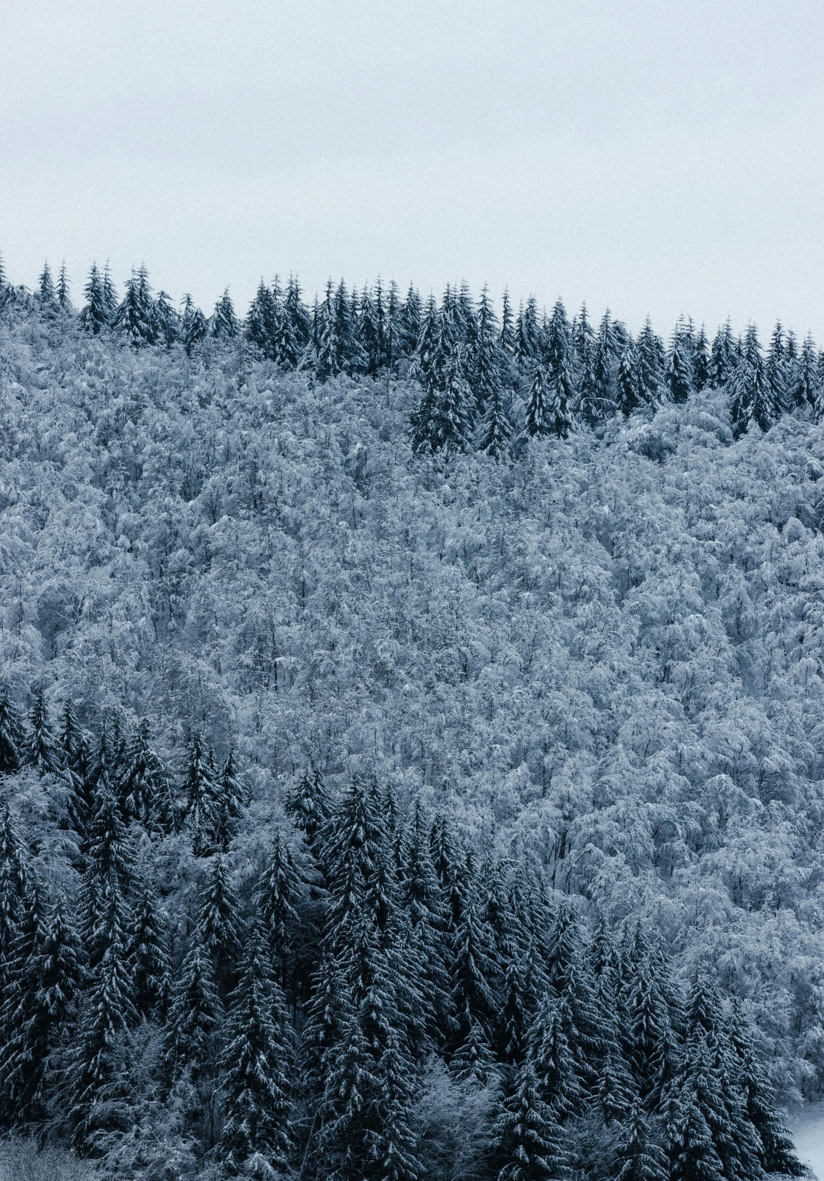 a group of people riding skis down a snow covered slope, inspired by Elsa Bleda, pexels contest winner, process art, forest. white trees, seen from afar, today\'s featured photograph 4k, black forest