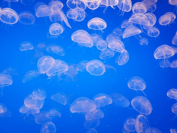 a bunch of jellyfish floating in the water, unsplash, brightly lit blue room, domes, 🦩🪐🐞👩🏻🦳, taken in the late 2010s