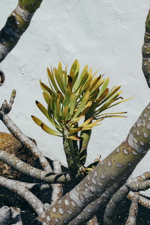 a plant that is growing out of a tree, unsplash, photorealism, in socotra island, gold flaked flowers, cabbage trees, weathered olive skin
