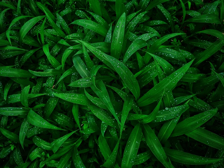 a green plant with water droplets on it, pixabay, visual art, grass texture material, lobelia, bird's eye view, dark green