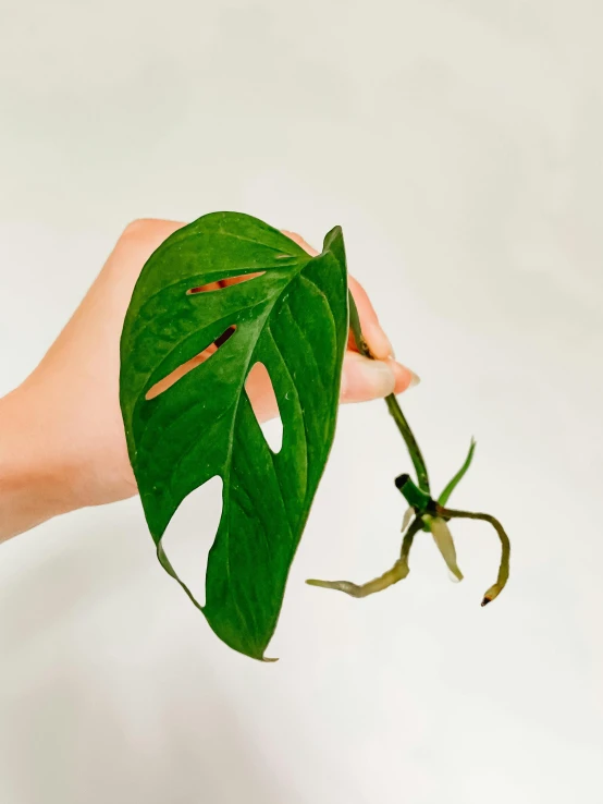 a person holding a green leaf in their hand, by Ellen Gallagher, humid alien jungle, metal orchid flower, flatlay, listing image