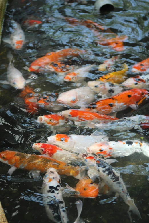 a group of koi fish swimming in a pond, unsplash, bath, very crowded, taken in the late 2010s, but very good looking”