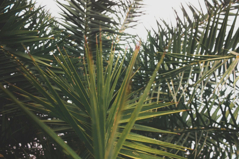 a bird sitting on top of a palm tree, unsplash, hurufiyya, background image, covered in plants, grainy photograph, loosely cropped