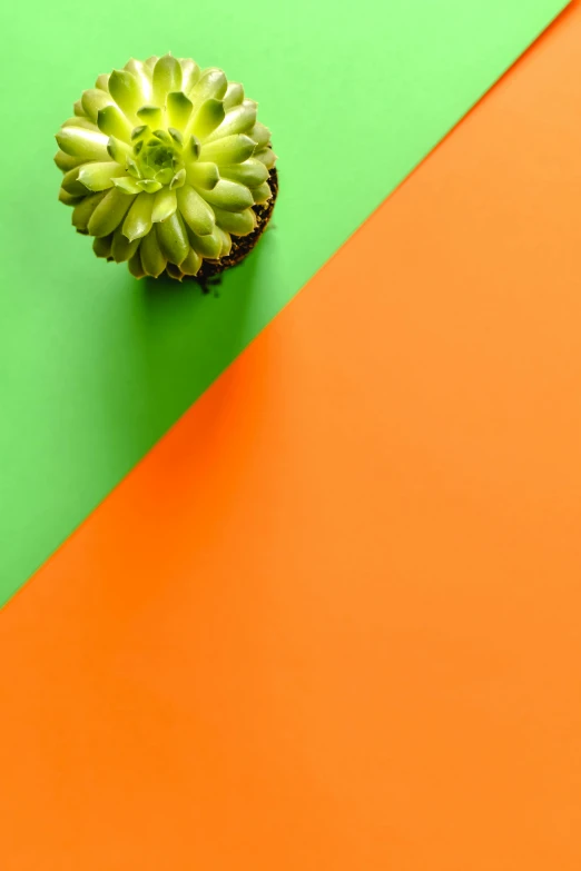 a small green plant sitting on top of an orange and green surface, colour blocking, material design, two tone, fluorescent