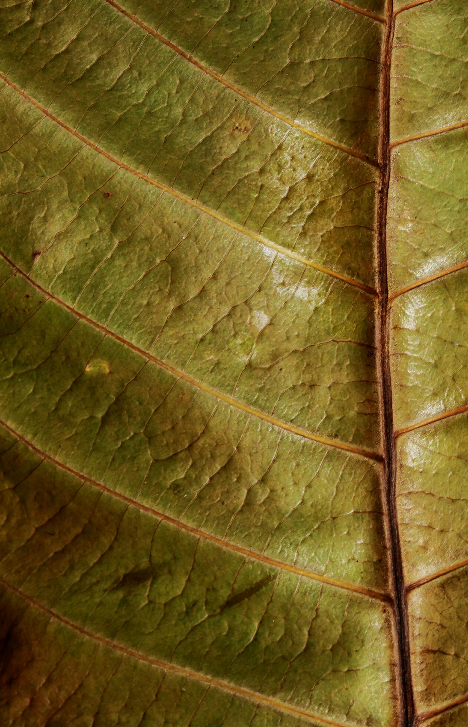 a close up of a leaf of a plant, by David Simpson, hurufiyya, chewing tobacco, natural dull colours, olive, video