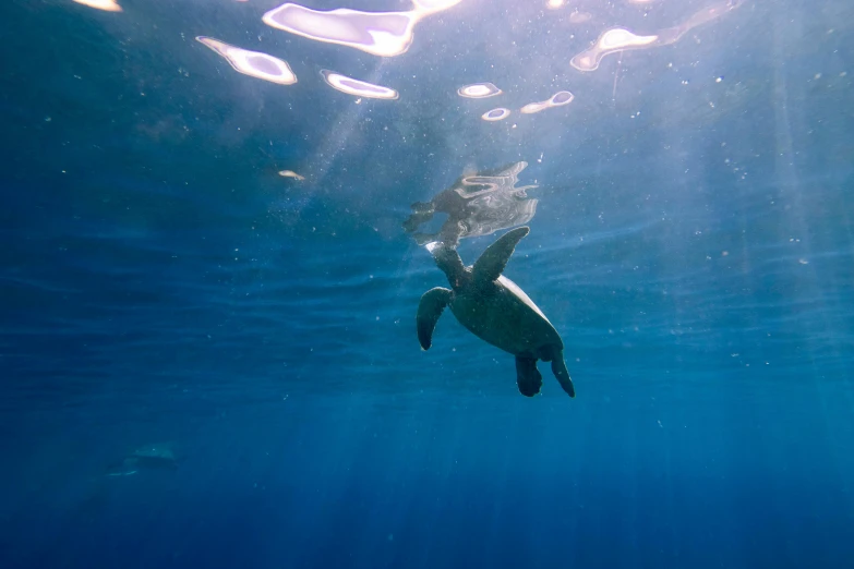 a turtle swimming under the surface of the water, by Daniel Lieske, pexels contest winner, hurufiyya, rising up from ocean, moana, sparkling in the sunlight, 🦩🪐🐞👩🏻🦳