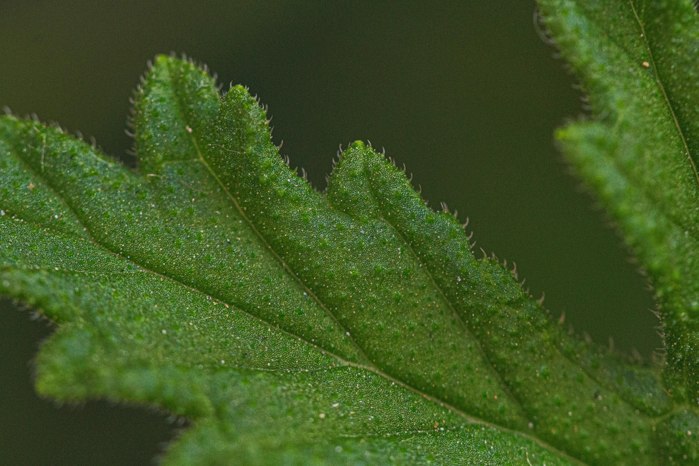 a ladybug sitting on top of a green leaf, a macro photograph, by Attila Meszlenyi, acanthus, fractal detail, muted green, medium close up