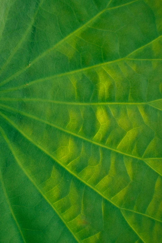 a close up of a large green leaf, lpoty, rectangle, lotus petals, small and dense intricate vines
