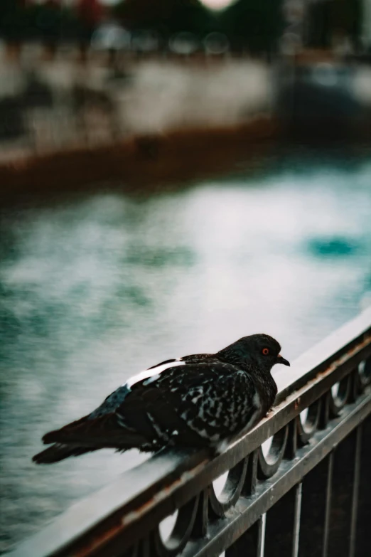 a pigeon sitting on a railing next to a body of water, inspired by Elsa Bleda, pexels contest winner, black, day after raining, dove, instagram post