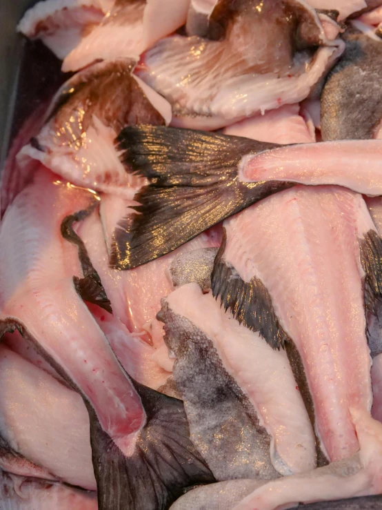 a bunch of fish sitting on top of a table, covered with organic flesh, thumbnail, black, detailed product image