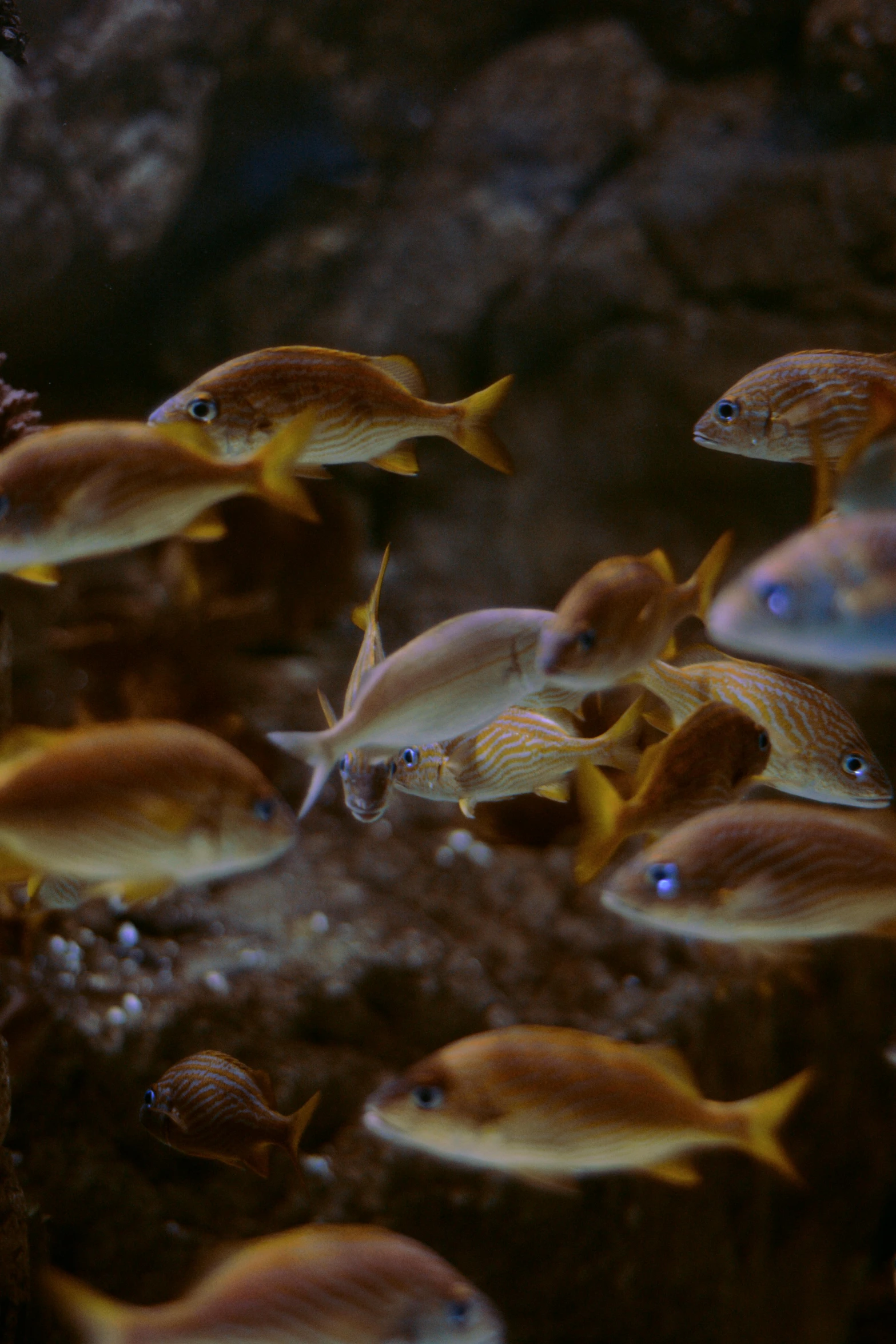 a group of fish swimming in an aquarium, trending on unsplash, renaissance, paul barson, national geographic footage, yellow pupils, brown