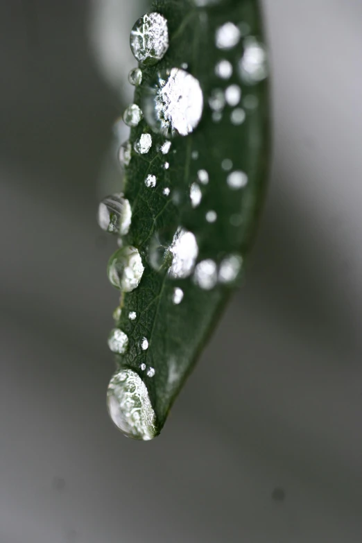 a green leaf with water droplets on it, a macro photograph, by Dave Allsop, unsplash, on grey background, eucalyptus, detailed white, close up of iwakura lain