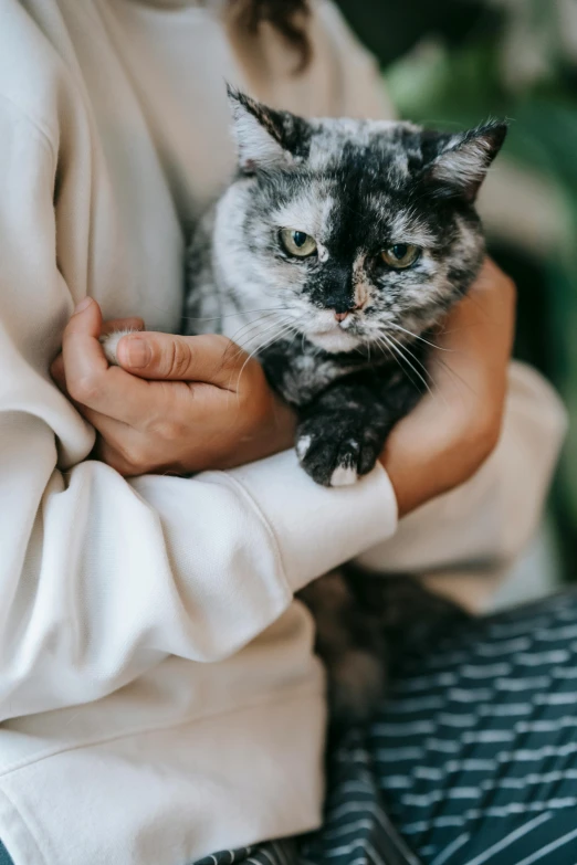 a close up of a person holding a cat, grey and silver, unhappy, local conspirologist, top selection on unsplash
