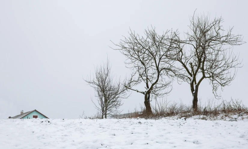 a red fire hydrant sitting on top of a snow covered field, a picture, by Andries Stock, pexels contest winner, visual art, ((trees)), fruit trees, panorama, gray sky