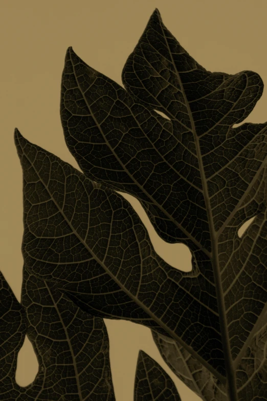 a close up of a plant with lots of leaves, an album cover, inspired by Edward Weston, tonalism, kris kuksi, black fine lines on warm brown, promo image, 'untitled 9 '