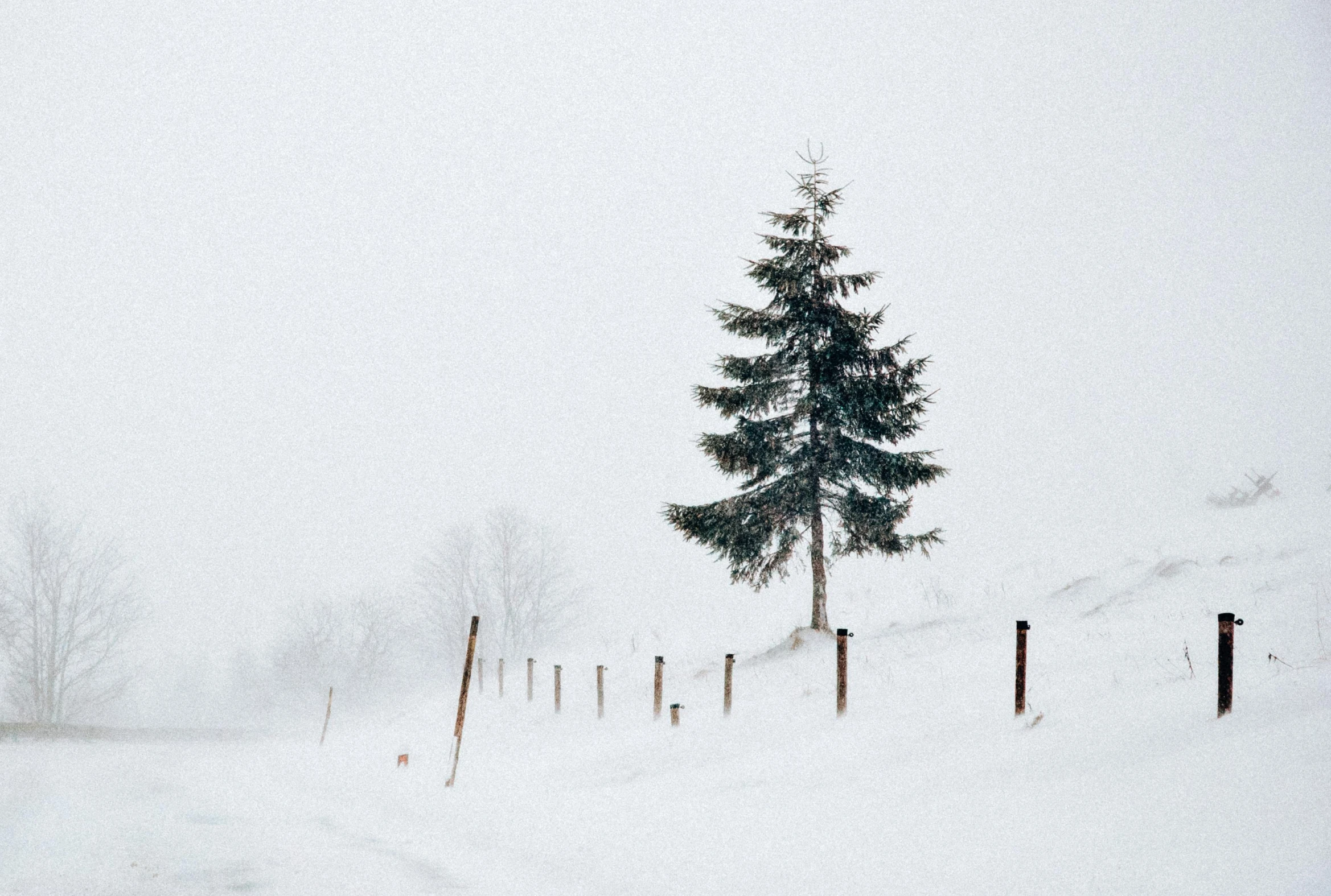 a lone tree stands in the middle of a snow covered road, an album cover, by Adam Marczyński, pexels contest winner, visual art, white wall, evergreen, tradition, on a canva