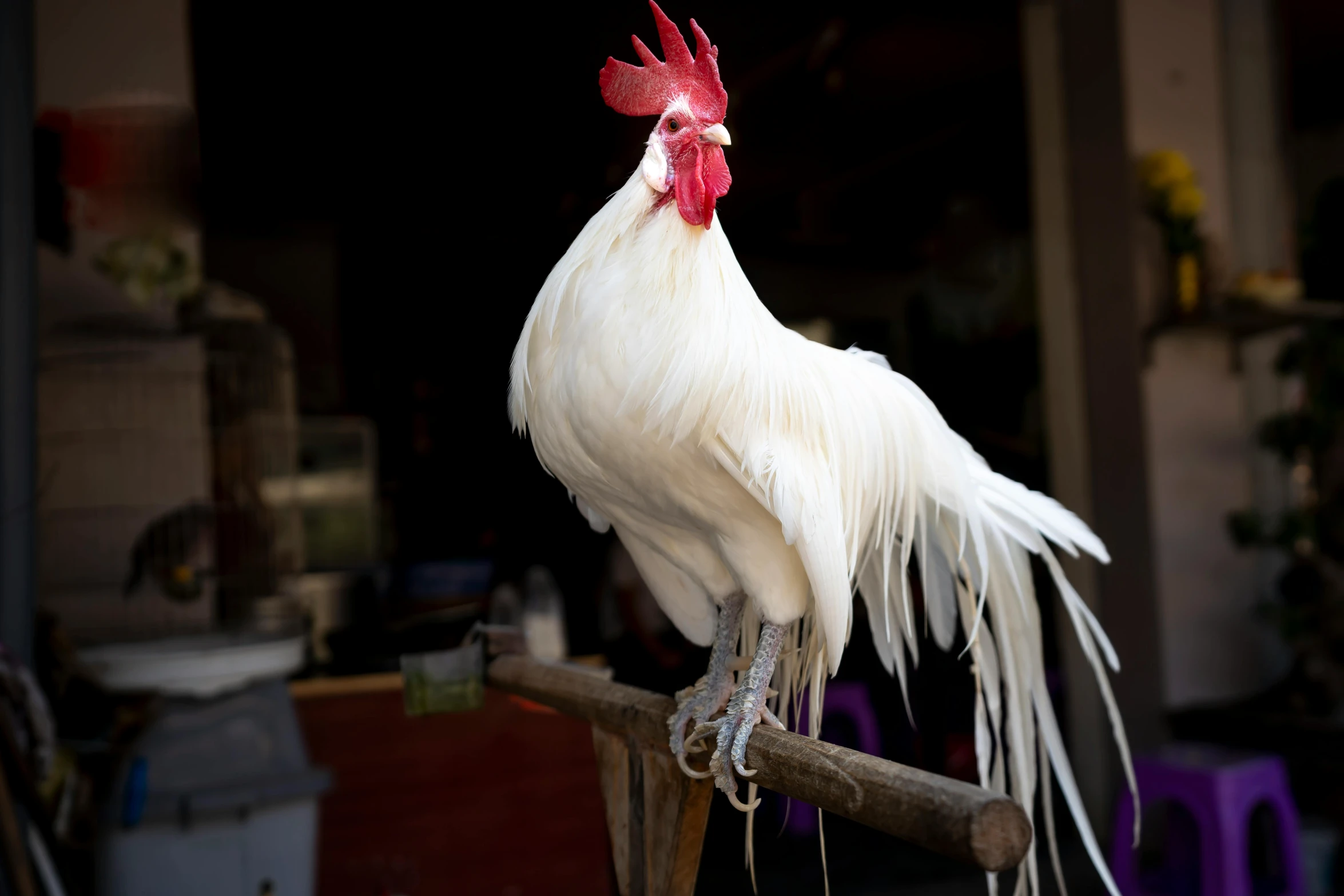 a white rooster standing on top of a wooden pole, by Gwen Barnard, pexels contest winner, the chicken man, cooked, on display, highly polished