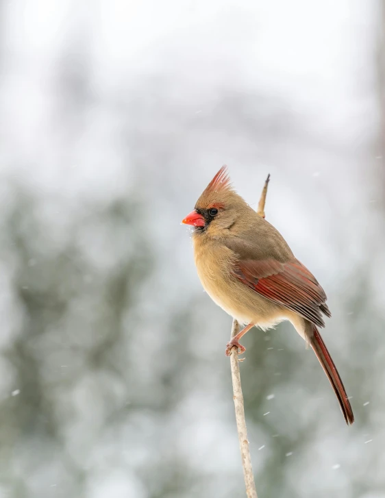 a small bird perched on a branch in the snow, regal and proud robust woman, crimson themed, 2019 trending photo