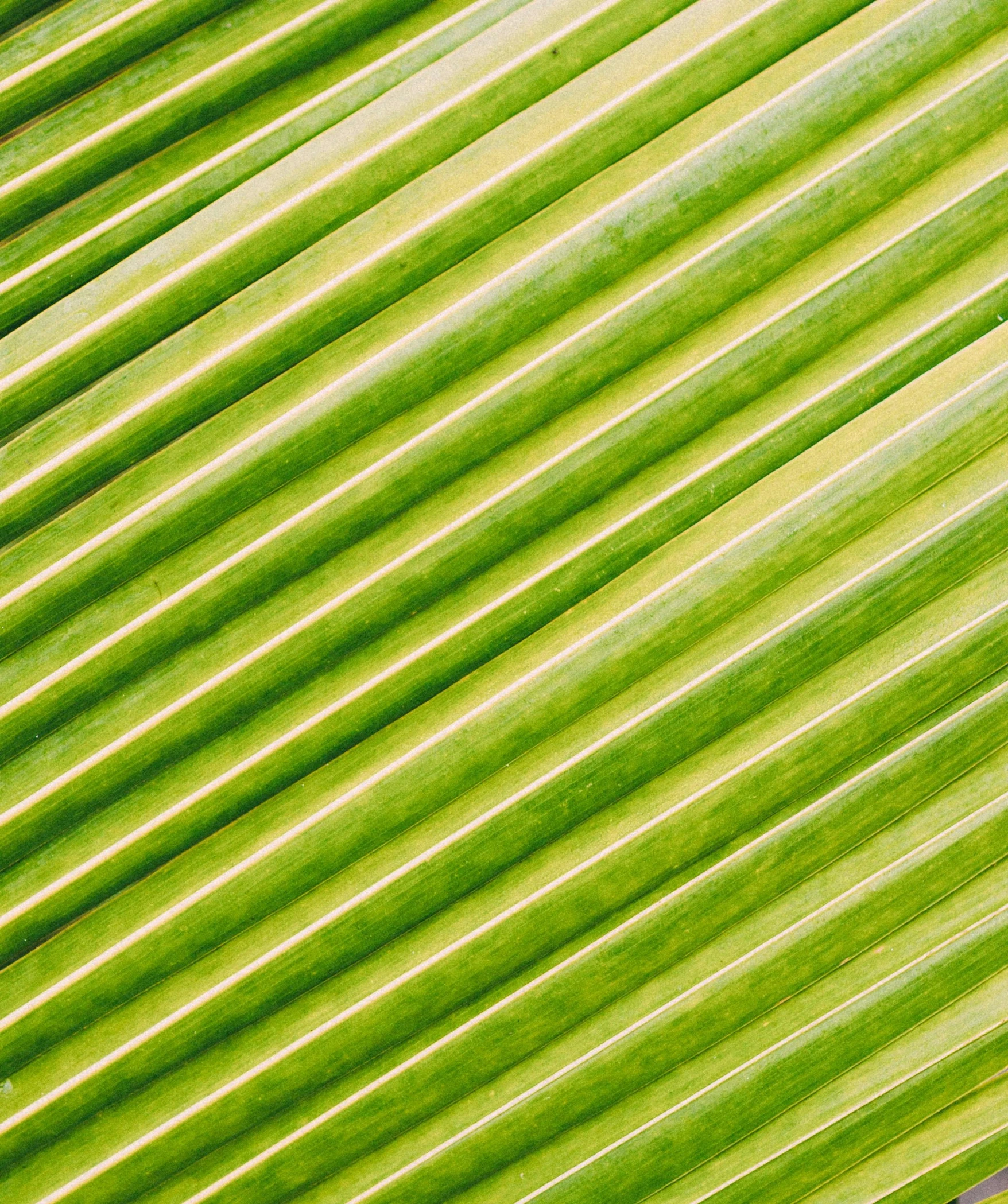 a bird sitting on top of a green leaf, palm pattern visible, striations, instagram post, full frame image