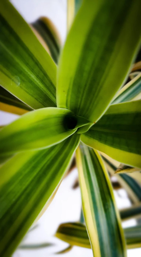 a close up of a plant with green leaves, yellow and green, sharp thick lines, shot with sony alpha 1 camera, houseplant