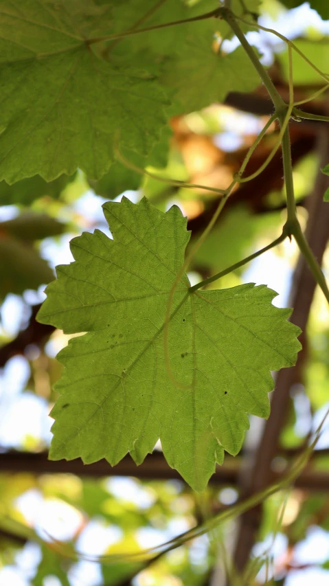 a bunch of green leaves hanging from a tree, pexels, arabesque, wine, up close image, digital image, dapped light