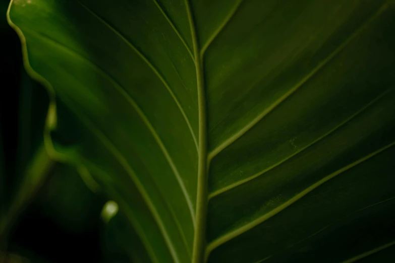 a close up of a large green leaf, inspired by Elsa Bleda, pexels contest winner, hurufiyya, shot on hasselblad, tropical trees, soft light 4 k, dimly - lit