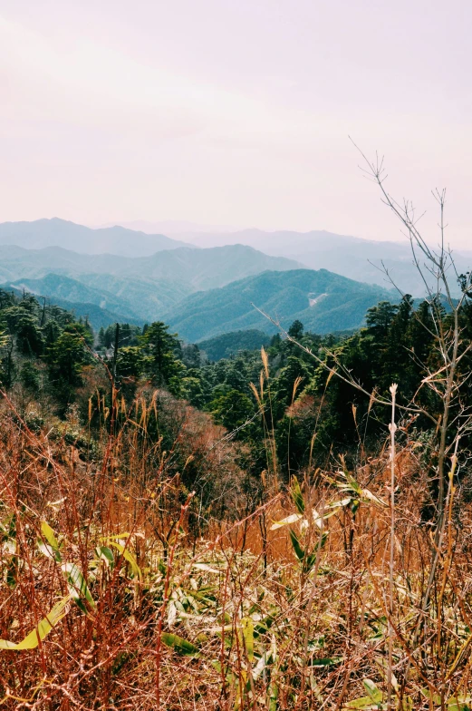 a red fire hydrant sitting on top of a lush green hillside, a picture, unsplash contest winner, sumatraism, japan mountains, panorama distant view, photo taken on fujifilm superia, overgrown in a thick forest