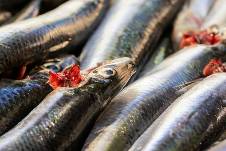 a bunch of fish laying on top of each other, by Tom Wänerstrand, trending on pexels, hurufiyya, 💋 💄 👠 👗, sun overhead, vials, mullet