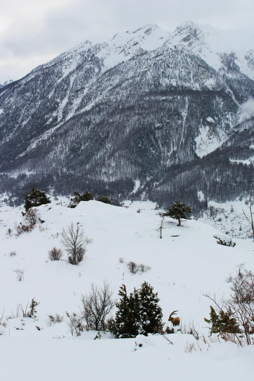 a man riding skis down a snow covered slope, flickr, les nabis, bushes in the foreground, destroyed mountains, 4k panoramic, seen from a distance